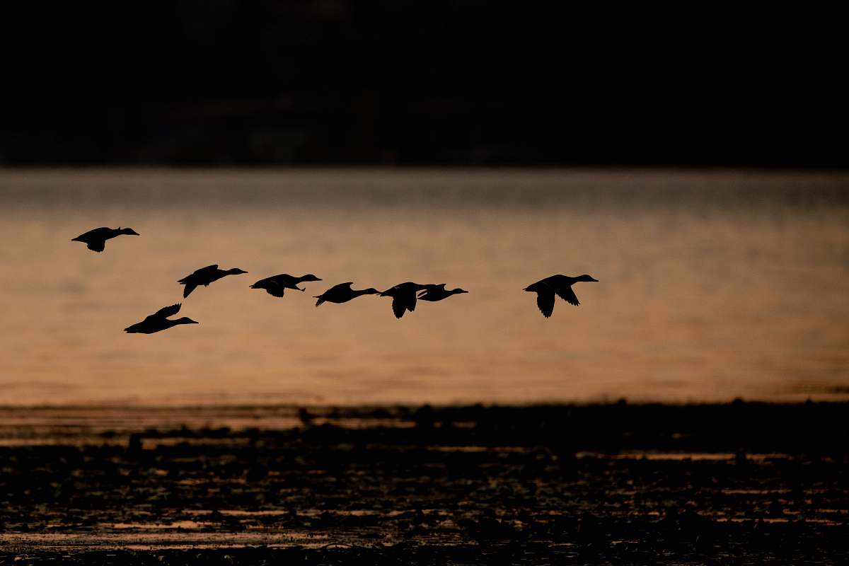 9755 ne juanita dr silhouette of flying ducks kirkland